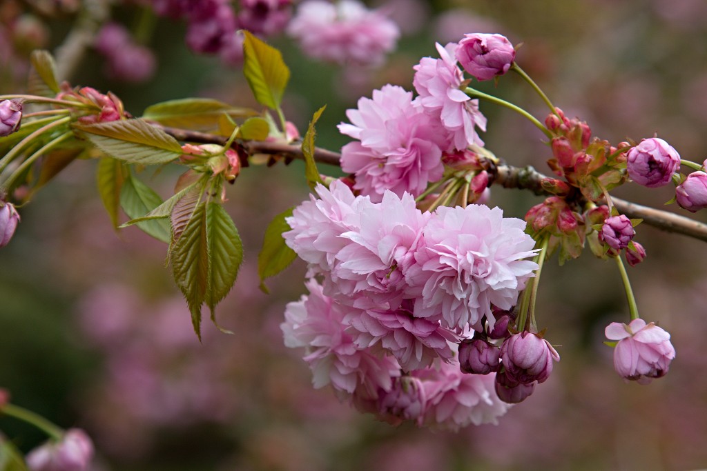 bloesem hdr voorjaar lente bloem bloemen flora fruitbomen betuwe kersenbloesem japan sakura fruit fruitbomen